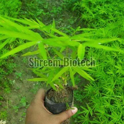 Beema Bamboo Plant