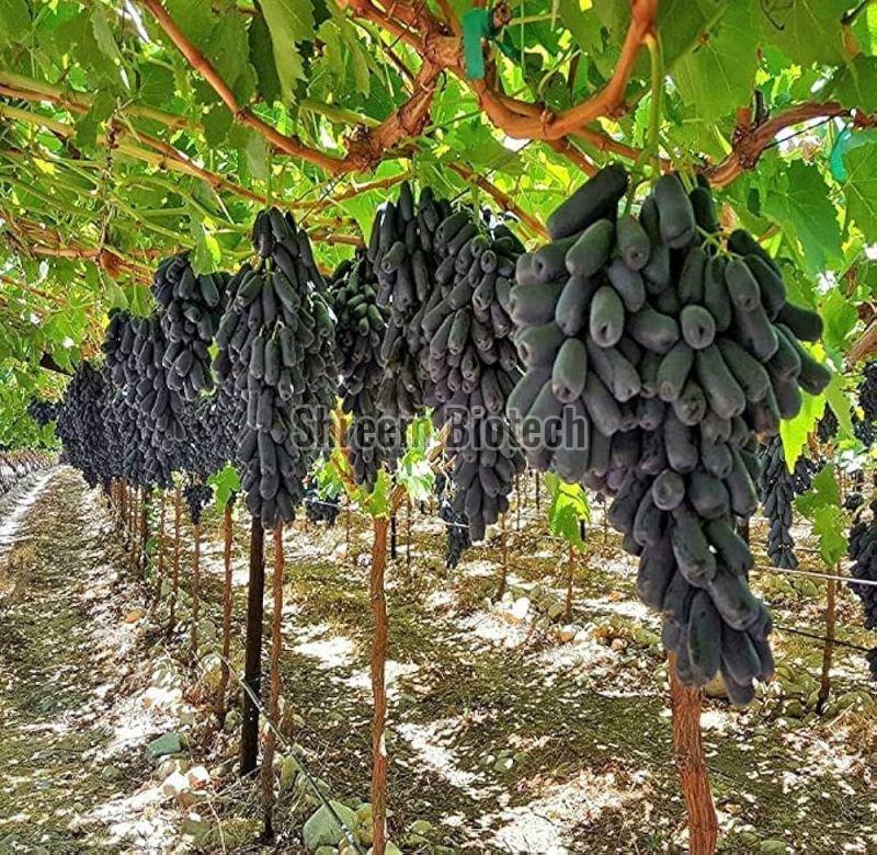 Black Seedless Grapes Plant