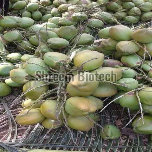 Dwarf Coconut Plant