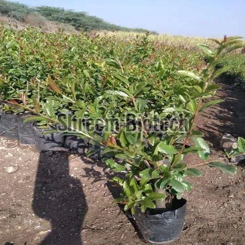 Ganesh Pomegranate Plant