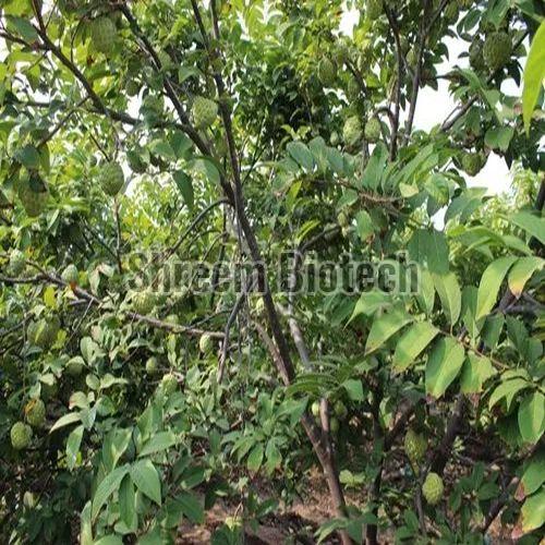 Golden Grafted Custard Apple Plant