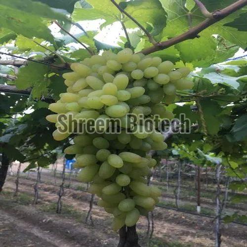 Green Grapes Plant