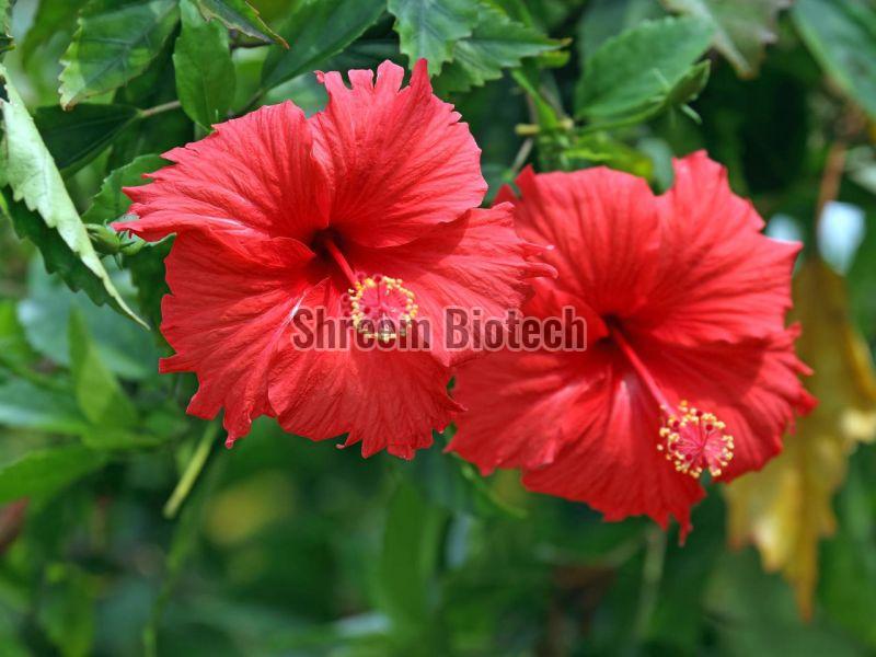 Hibiscus Plant