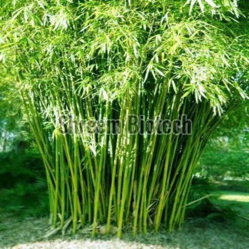 Hybrid Bamboo Plant