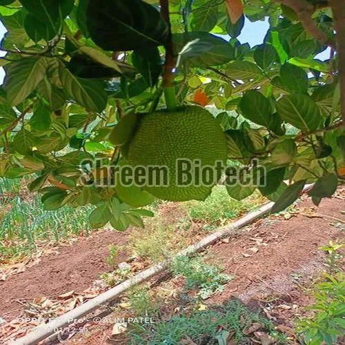 Hybrid Jackfruit Plant