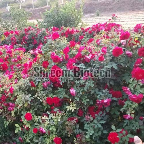 Kashmiri Rose Plant