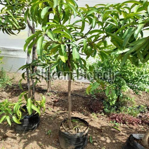 Kesar Mango Plant