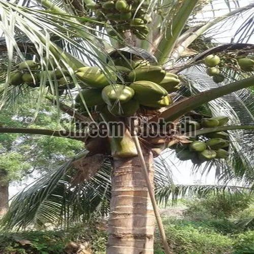 Coconut Plants