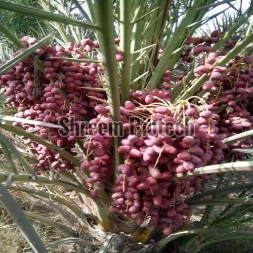 Medjool Dates Tissue Culture Plant