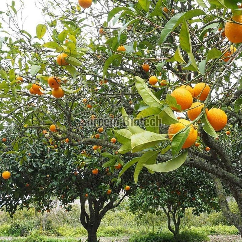 Nagpur Orange Plant