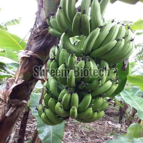 Nendran Banana Plant