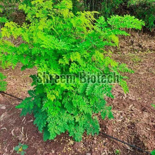 Drumstick Plants