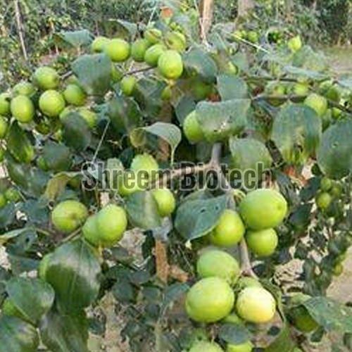 Apple Ber Plants