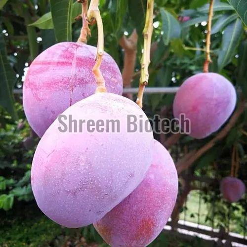 Purple Mango plant