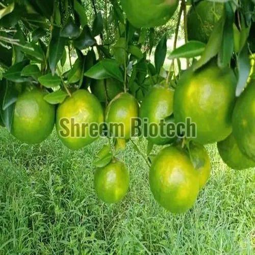 Rangpur Orange Plant