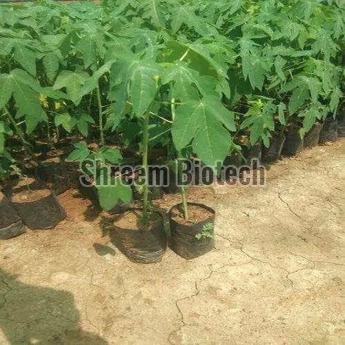 Papaya Plants