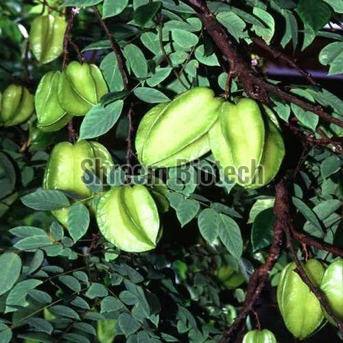 Star Fruit Plant