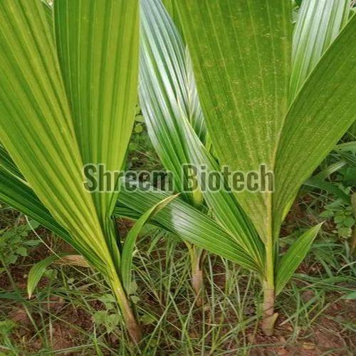 TD Coconut Plant