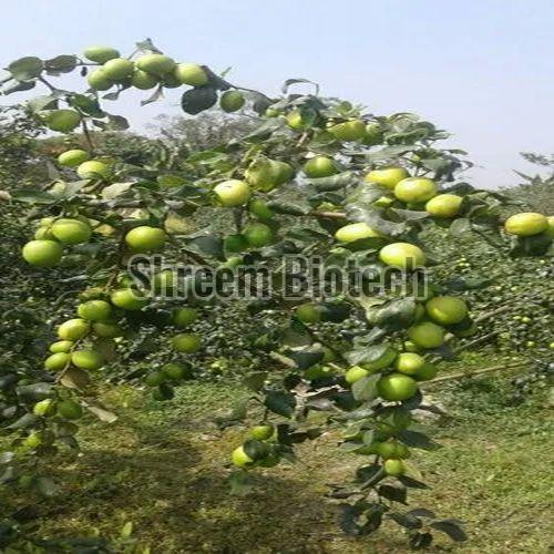 Thai Apple Ber Plant