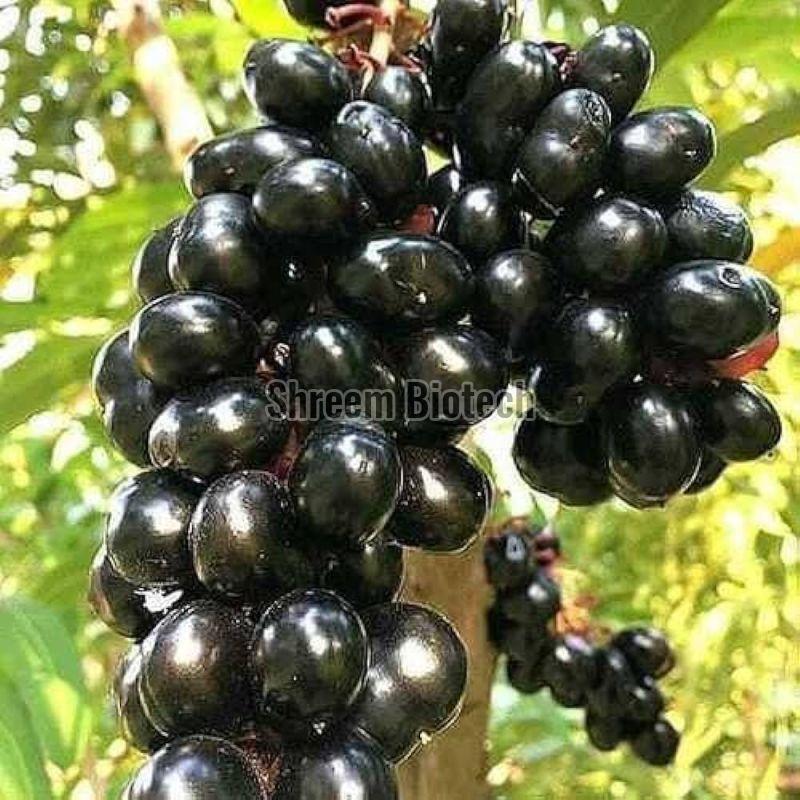 Thai Black Jamun Plant