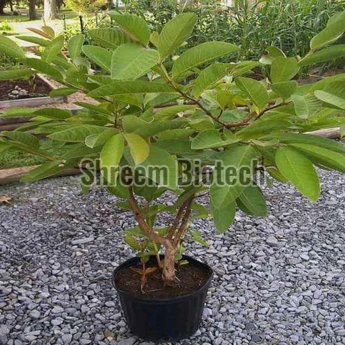 Tissue Culture Guava Plant