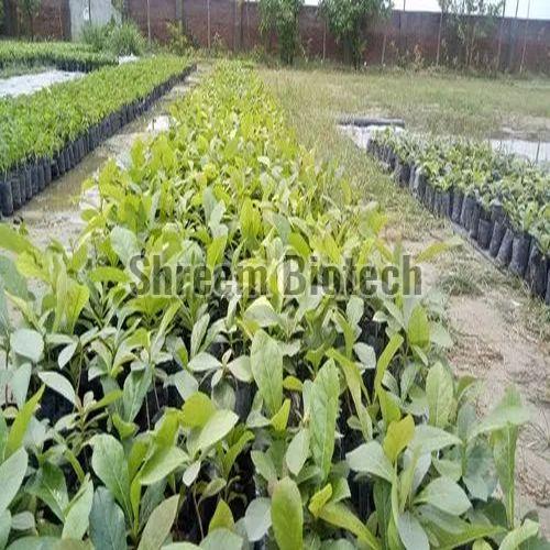 Tissue Culture Teak Plant