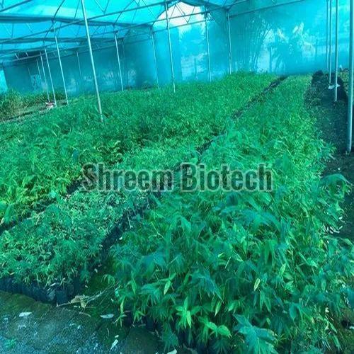 Tissue Culture Tulda Bamboo Plant