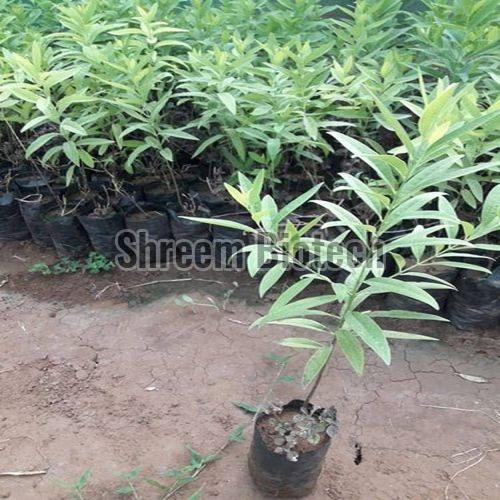 Sandalwood Plants