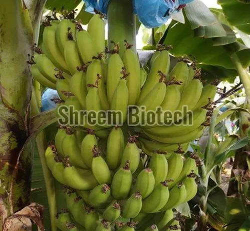 William Banana Plant