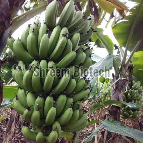 Yelakki Tissue Culture Banana Plant