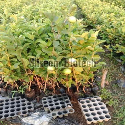 Yellow Guava Plant