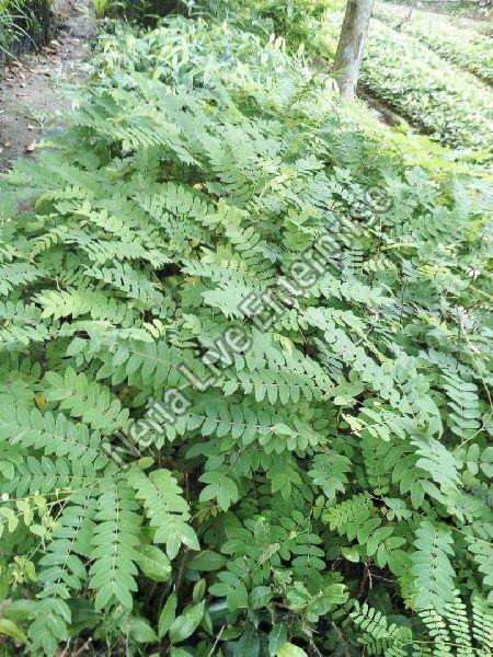 Cassia Javanica Plant