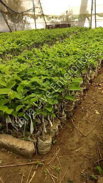 Custard Apple Plant