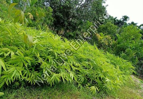 Dendrocalamus Strictus Bamboo Plant