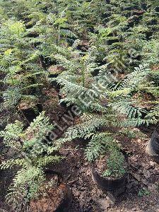 Jacaranda Plant