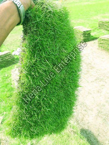 Mexican Carpet Grass