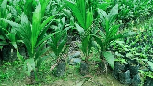 Palm oil plant