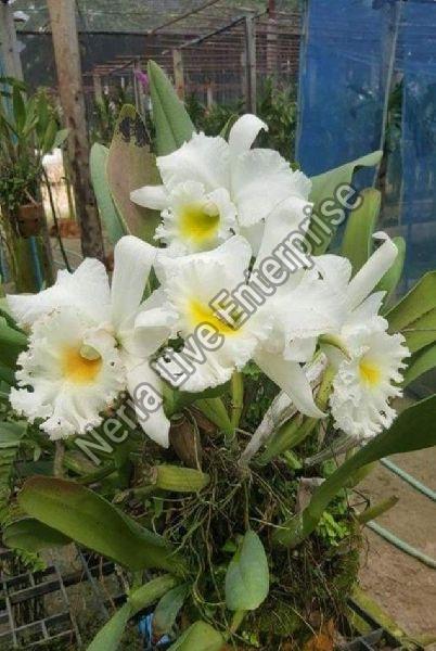 Vanda Orchid Plant