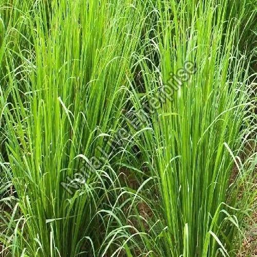 Vetiver Grass