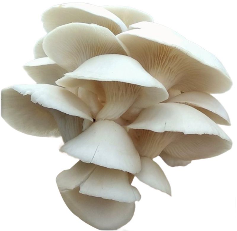 Fresh Oyster Mushroom