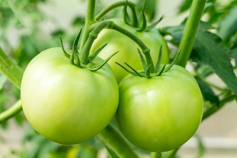 Organic Green Tomato