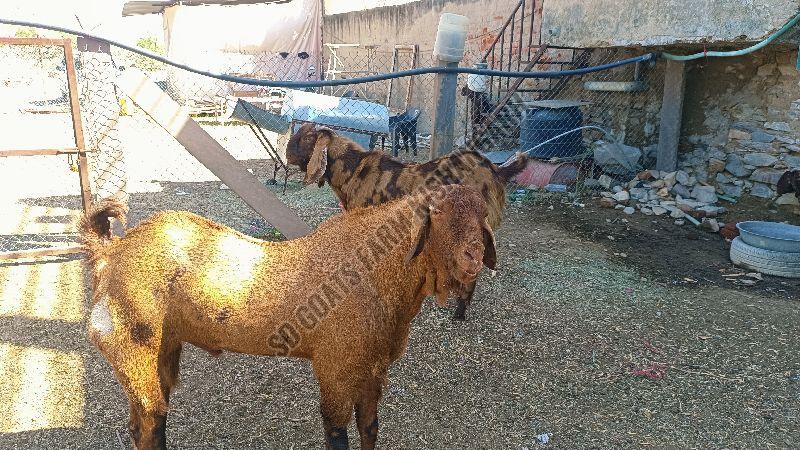 Sirohi Goat