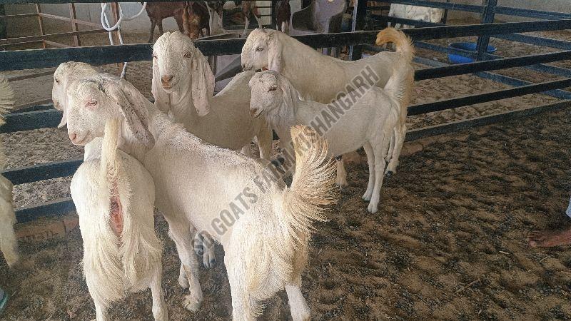 Gulabi Females Sojat Goat