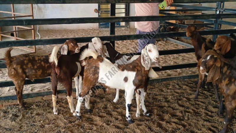 Male Gujri Goat