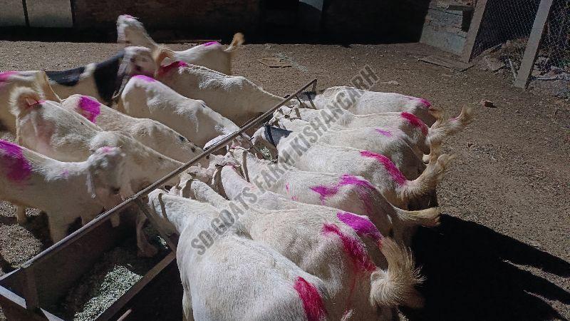 Hyderabadi Goat