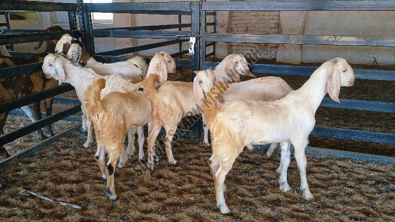 Sojat Kids Goat