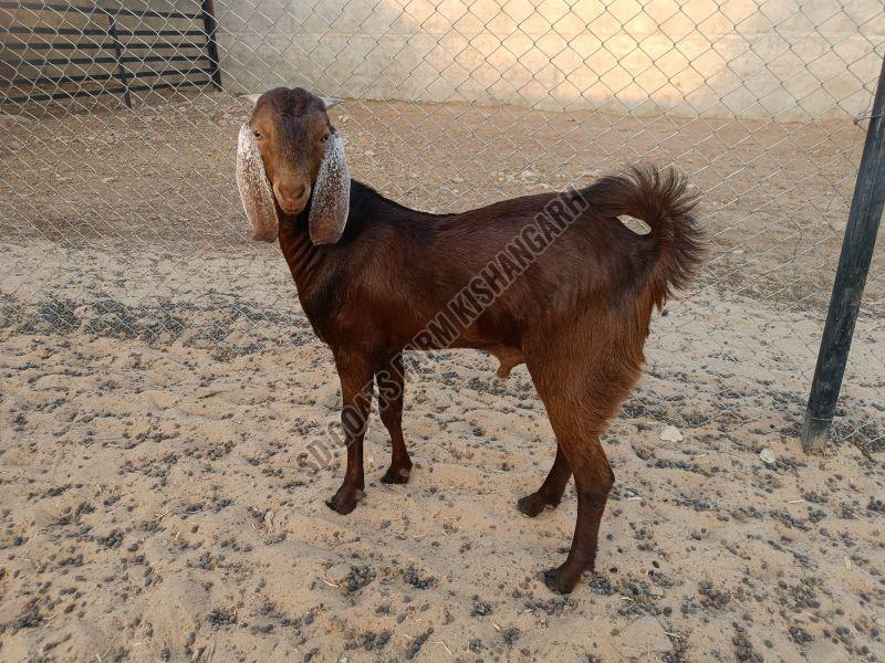 Sirohi Brown Ajmeri Male Goat