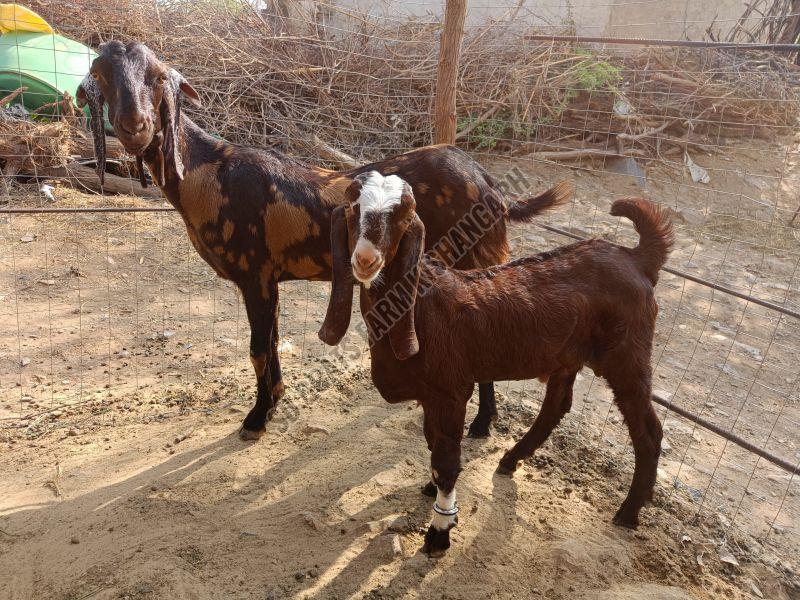 Sirohi Goat Kids
