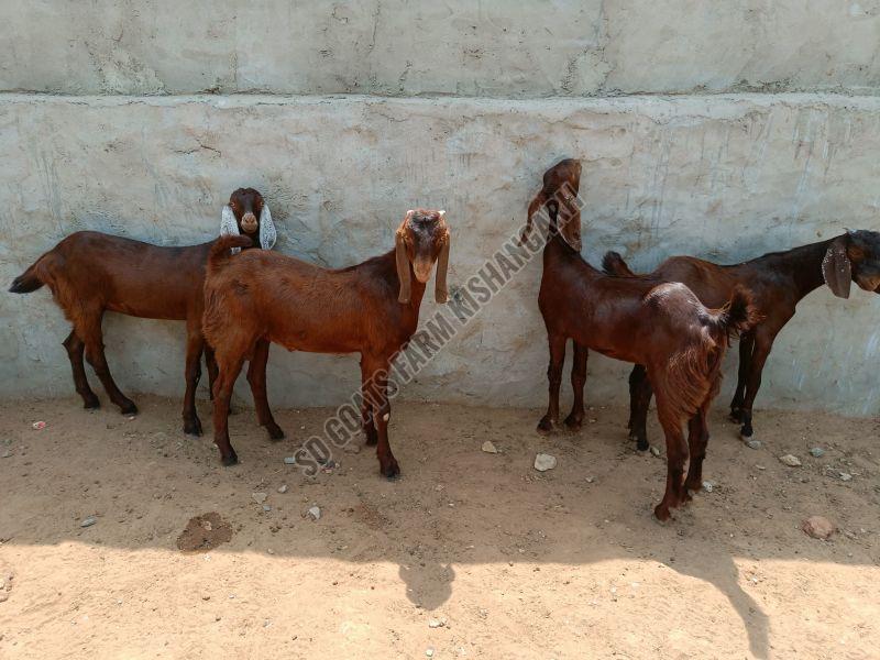 Sirohi Cutting Goat