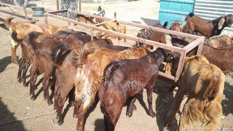 Male and Female Healthy Goats